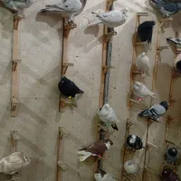 کبوتر پرشی.