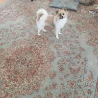 سگ پامر اشپیتز ۷ ماهه، ماده|سگ|شاهرود, |دیوار