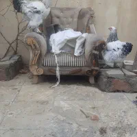 مرغ و خروس برهما|حیوانات مزرعه|تهران, بوستان سرخه حصار|دیوار