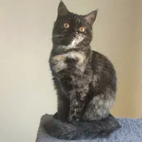 بچه گربه بریتیش 4ماهه