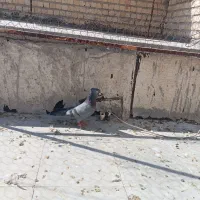 کفتر یا کبوتر|پرنده|مرودشت, فاز دوم شهرک فرهنگیان|دیوار