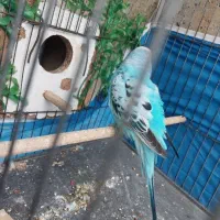 مرغ عشق معاوضه با فنچ