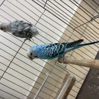 مرغ عشق جفت|پرنده|تهران, هلال احمر|دیوار