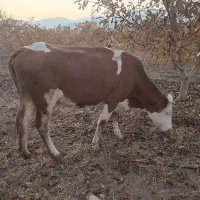 گاو وگوساله سیمنتال