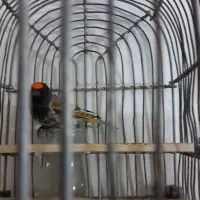 گلبسر سهره|پرنده|قم, ارم|دیوار