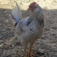 خروس گلین