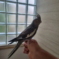 عروس هلندی ماده