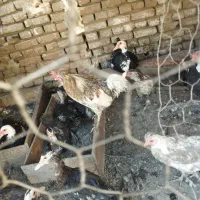 فروش 30عدد مرغ و اردک اسراییلی به صورت یکجا|حیوانات مزرعه|اسدآباد, |دیوار