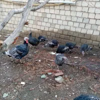 بوقلمون محلی کاملا سالم