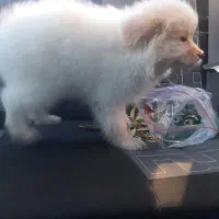 سگ ۳ ماهه شناسنامه دار