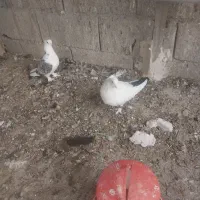 کبوتر سفید دم مشکی کاکلی پاپر|پرنده|اصفهان, جوزدان الیادران|دیوار