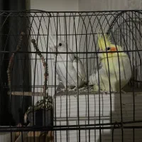 عروس هلندی یک جفت دم بلند|پرنده|تهران, امام زاده عبدالله|دیوار