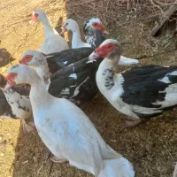 تخم اردک خارجی اسرایلی تازه و نطفه دار|حیوانات مزرعه|مزرعه کتول, |دیوار