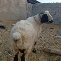 بره قوچ در ارزوئیه