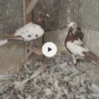ماده میولمنز