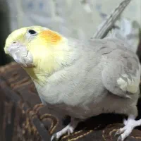 عروس هلندی آهویی