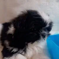 سگ شینزواصیل|سگ|مشهد, قائم|دیوار