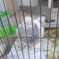 کبوتر گم شده هر کس دید اطلاع بده