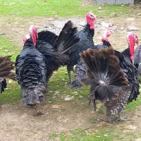 بوقلمون نر وماده|حیوانات مزرعه|سنگر, |دیوار