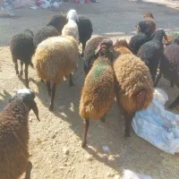 بره نر سبک سنگین وزن ۳۰ تا ۳۵ کیلو|حیوانات مزرعه|قزوین, |دیوار