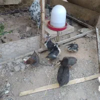 جوجه گلین 1ماهه دونه70|حیوانات مزرعه|مبارکه, |دیوار