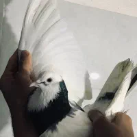 کبوتر مایه رودهن