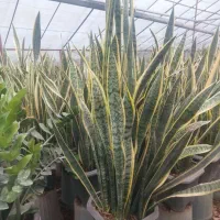 سانسوریا سایز جعبه