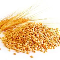 خرید انواع نخود و گندم.مهاباد، بوکان و حومه|خدمات باغبانی و درختکاری|مهاباد (آذربایجان غربی), |دیوار
