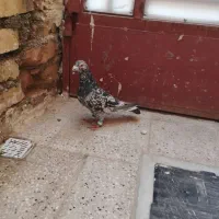 کفتر|پرنده|کاشمر, |دیوار