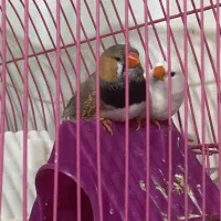 فروش پرنده زینتی|پرنده|رشت, نیکمرام|دیوار