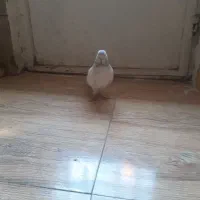 شاه کفتر غریب گیر|پرنده|ملایر, |دیوار