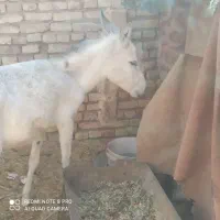 خر ماده