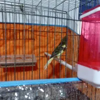 قناری قورولتی نر