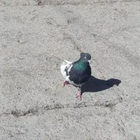 جفت طوقی کله ای نر سرته زرد نر|پرنده|خرم‌آباد, |دیوار