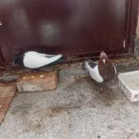 نرماده قلدور هوایی|پرنده|پائین جام, |دیوار