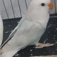 جوجه کوتوله برزیلی ۳ ماهه