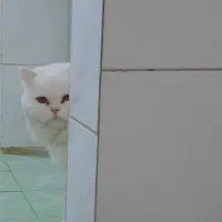 گربه