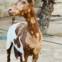 فروش یک عدد بز وارداتی اصل اصل|حیوانات مزرعه|بندرعباس, |دیوار