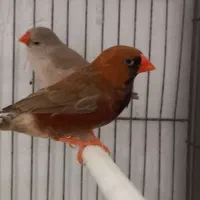 فنچ بلک بادی