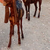 بز کاموری