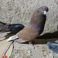 طوقی گرگانی سوسکی و سرخ