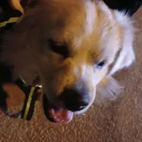 سگ بازیگوش|سگ|شوشتر, |دیوار