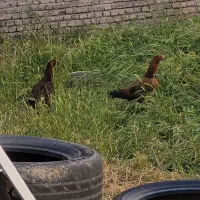 ۲عدد مرغ نژاد دار  همراه ۲عدد جوجه