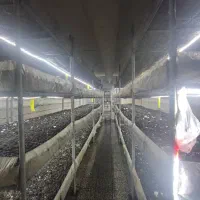 نیروی کار جوان