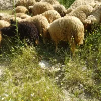 فروش بره و گوسفند داشتی
