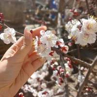 انجام خدمات آرایش و پیرایش در محل برای بانوان