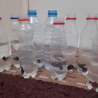 ماهی فایتر نر و ماده و جفت فروشی