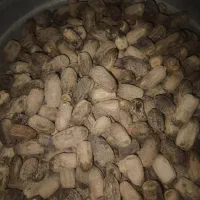 خرماخشکین شنگشکند
