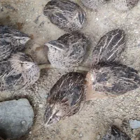 بلدرچین گوشتی و تخمگذار