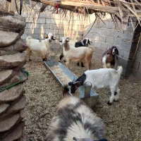 ۶ عدد کهره نر فروشی